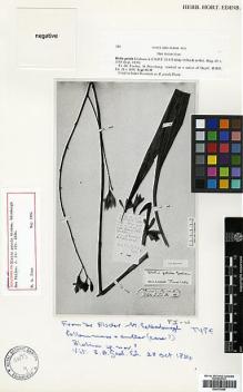 Type specimen at Edinburgh (E). Fischer, Friedrich Ernst Ludwig von: . Barcode: E00373984.