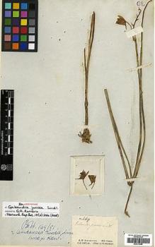 Type specimen at Edinburgh (E). Schomburgk, Robert: 269. Barcode: E00373985.
