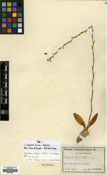 Type specimen at Edinburgh (E). Schlechter, Friedrich: 15368. Barcode: E00373987.