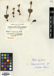 Type specimen at Edinburgh (E). Schimper, Georg: 570. Barcode: E00373991.