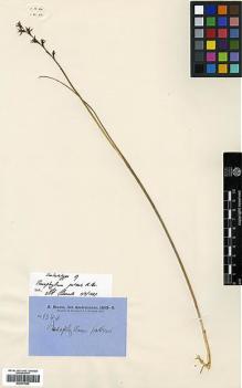 Type specimen at Edinburgh (E). Brown, Robert: 5544. Barcode: E00373995.