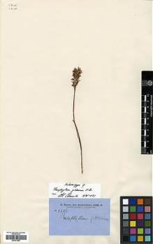 Type specimen at Edinburgh (E). Brown, Robert: 5546. Barcode: E00373996.