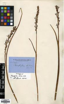 Type specimen at Edinburgh (E). Brown, Robert: 5542. Barcode: E00373998.