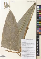 Amomum corrugatum — ảnh 3