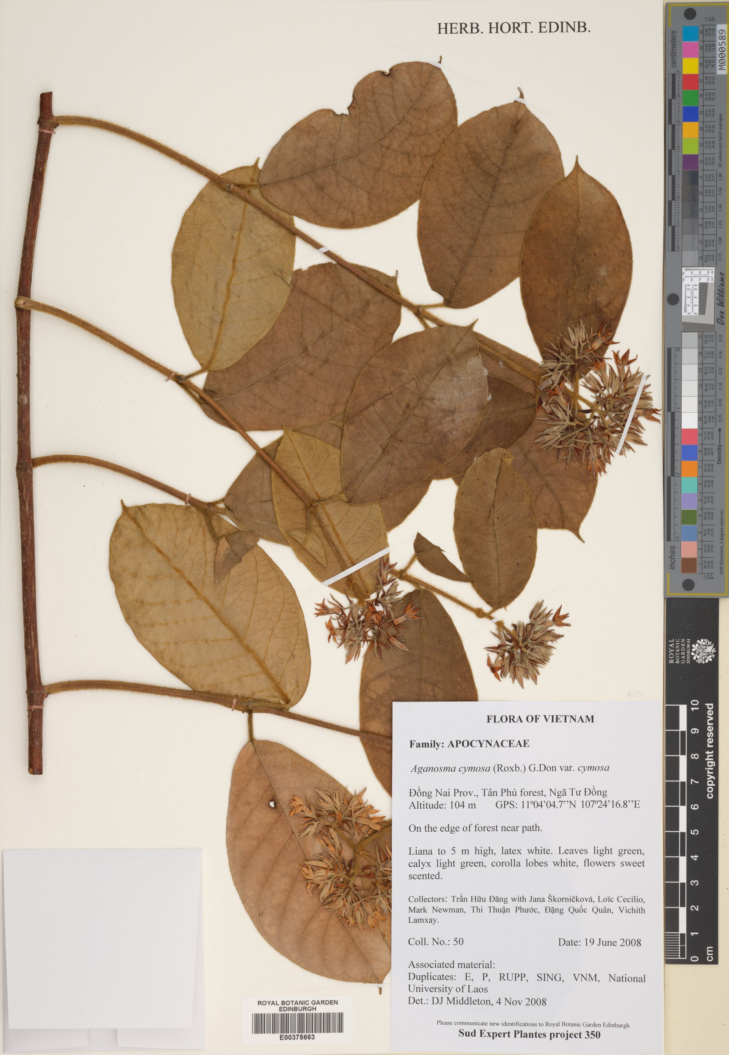 Aganosma cymosa — ảnh 3