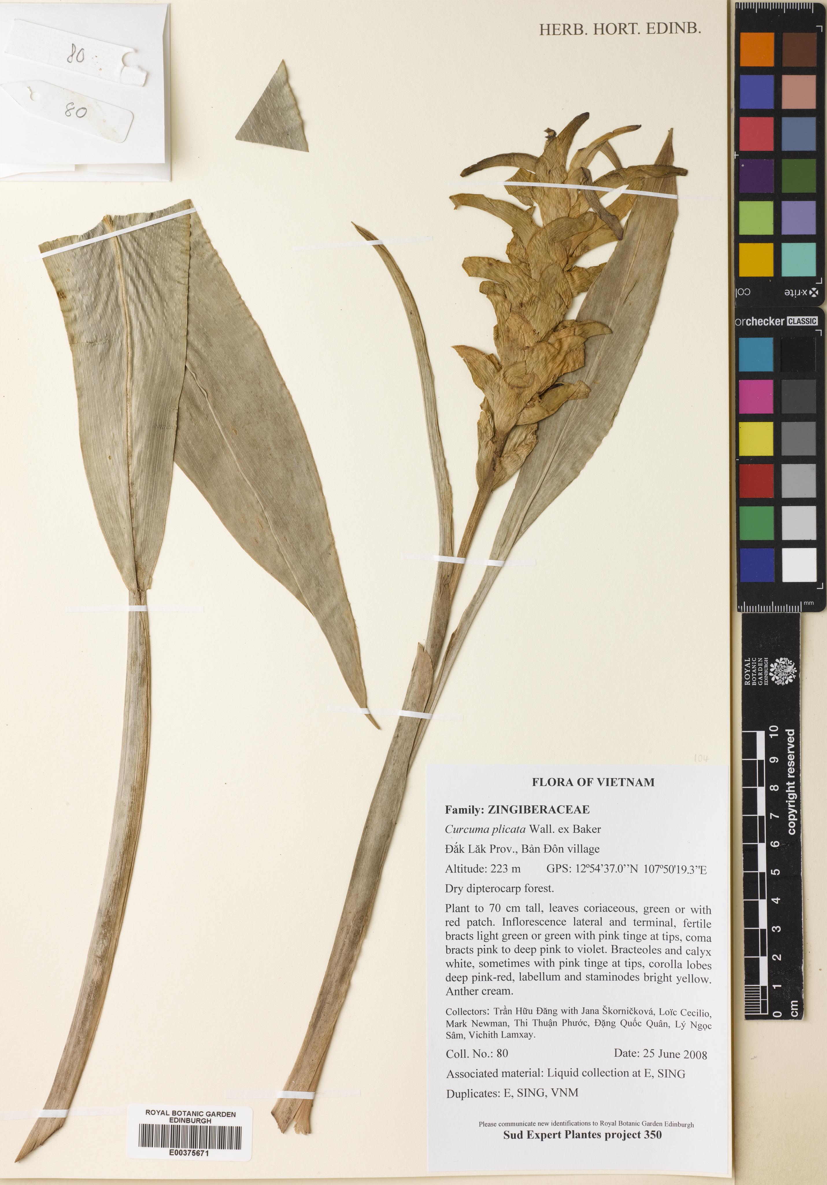 Curcuma plicata — ảnh 2