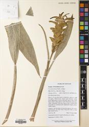 Curcuma plicata — ảnh 3