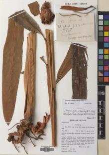 Type specimen at Edinburgh (E). Ly, Ngoc: 306. Barcode: E00375678.