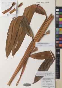 Type specimen at Edinburgh (E). Ly, Ngoc: 306. Barcode: E00375679.