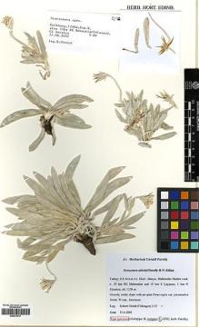 Type specimen at Edinburgh (E). Ulrich, Robert: 2/12. Barcode: E00375707.