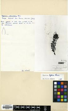 Type specimen at Edinburgh (E). Kotschy, Carl (Karl): 375. Barcode: E00376991.