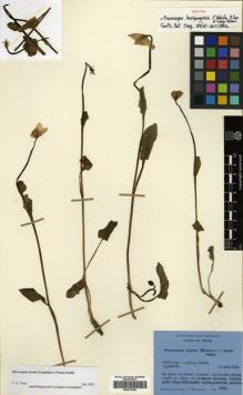 Type specimen at Edinburgh (E). Stainton, John; Sykes, William; Williams, Leonard: 6254. Barcode: E00377993.