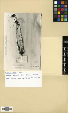 Type specimen at Edinburgh (E). Haussknecht, C.: . Barcode: E00378096.