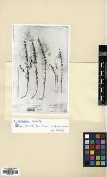 Type specimen at Edinburgh (E). Haussknecht, C.: . Barcode: E00378110.