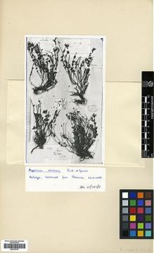 Type specimen at Edinburgh (E). de Montbret, Gustave: 2493. Barcode: E00378151.