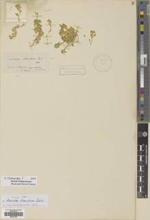 Type specimen at Edinburgh (E). Boissier, Pierre: . Barcode: E00381350.