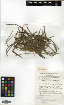 Type specimen at Edinburgh (E). Craven, Lyndley: 4639. Barcode: E00381720.