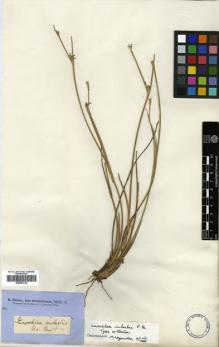 Type specimen at Edinburgh (E). Brown, Robert: 6143. Barcode: E00381723.