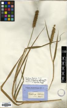 Type specimen at Edinburgh (E). Brown, Robert: . Barcode: E00381727.