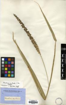 Type specimen at Edinburgh (E). Brown, Robert: 6141. Barcode: E00381729.