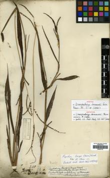 Type specimen at Edinburgh (E). Drummond, Thomas: 350. Barcode: E00381757.