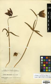 Type specimen at Edinburgh (E). Karo, F.: 331. Barcode: E00381780.