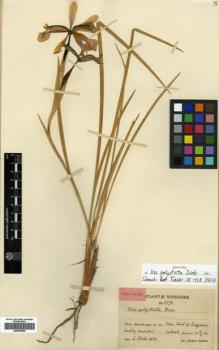 Type specimen at Edinburgh (E). Smith, Karl: 2496. Barcode: E00381800.