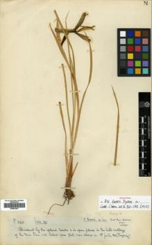 Type specimen at Edinburgh (E). Farrer, Reginald: 325. Barcode: E00381801.