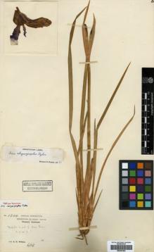 Type specimen at Edinburgh (E). Wilson, Ernest: 1304. Barcode: E00381804.