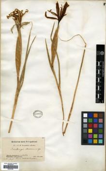 Type specimen at Edinburgh (E). Przewalski, Nikolai: . Barcode: E00381809.