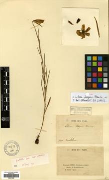 Type specimen at Edinburgh (E). Farges, Paul: . Barcode: E00381826.