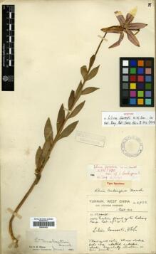 Type specimen at Edinburgh (E). Forrest, George: 6582. Barcode: E00381832.