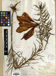 Type specimen at Edinburgh (E). Wilson, Ernest: 1446 A. Barcode: E00381843.