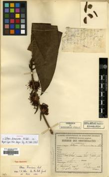 Type specimen at Edinburgh (E). Esquirol, Joseph: 565. Barcode: E00381846.
