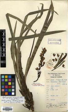Type specimen at Edinburgh (E). Yu, Tse-tsun: 17021. Barcode: E00381854.
