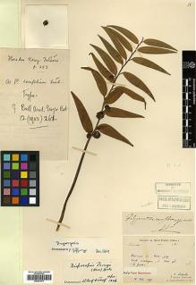 Type specimen at Edinburgh (E). Laborde, J.; Bodinier, Emile: . Barcode: E00381871.