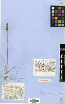 Type specimen at Edinburgh (E). Officers. W.J. Hooker and G.A. Walker-Arnott, Botany of Captain Beechey's Voyage.: . Barcode: E00381873.