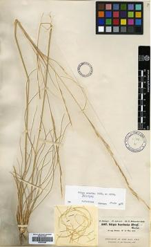 Type specimen at Edinburgh (E). Schimper, Georg: 107. Barcode: E00381885.