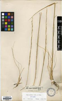 Type specimen at Edinburgh (E). Schimper, Georg: 107. Barcode: E00381886.