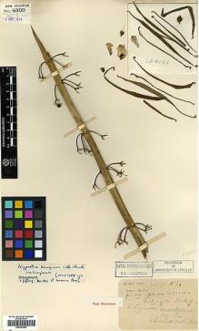 Type specimen at Edinburgh (E). Esquirol, Joseph: 34. Barcode: E00381887.