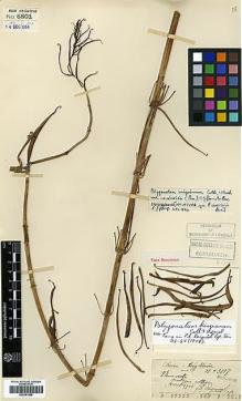 Type specimen at Edinburgh (E). Esquirol, Joseph: 3117. Barcode: E00381888.