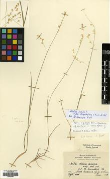 Type specimen at Edinburgh (E). Haradjian, Manoog: 2183. Barcode: E00381895.