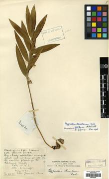 Type specimen at Edinburgh (E). Forrest, George: 2185. Barcode: E00381904.