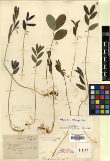 Type specimen at Edinburgh (E). Maire, Edouard-Ernest: . Barcode: E00381907.