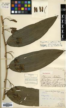 Type specimen at Edinburgh (E). Martin, Léon; Bodinier, Emile: 2639. Barcode: E00381915.