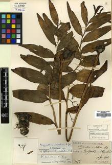 Type specimen at Edinburgh (E). Taquet, Emile: 4055. Barcode: E00381917.