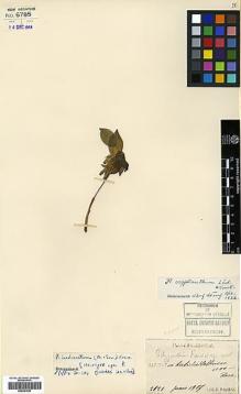 Type specimen at Edinburgh (E). Faurie, Urbain: 2121. Barcode: E00381922.