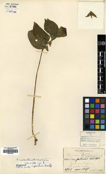 Type specimen at Edinburgh (E). Faurie, Urbain: 2123. Barcode: E00381923.