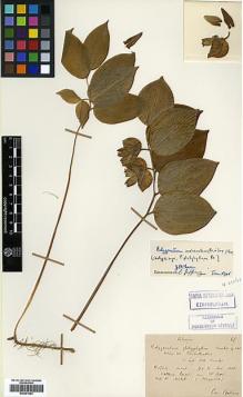 Type specimen at Edinburgh (E). Bodinier, Emile: 65?. Barcode: E00381924.