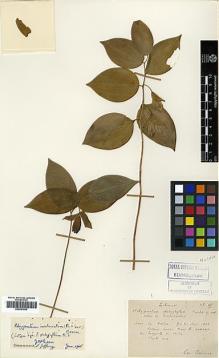 Type specimen at Edinburgh (E). Bodinier, Emile: 65?. Barcode: E00381925.